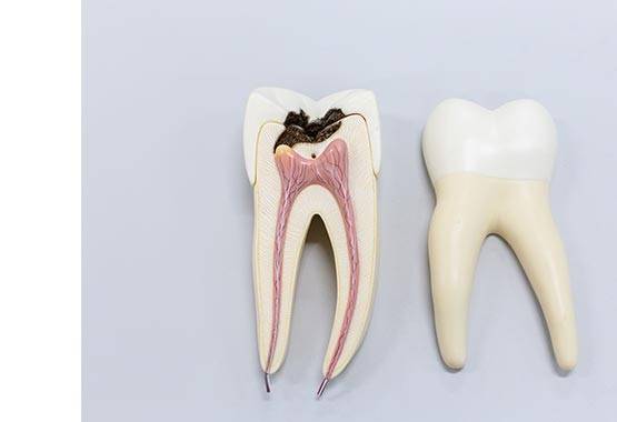 Endodontology